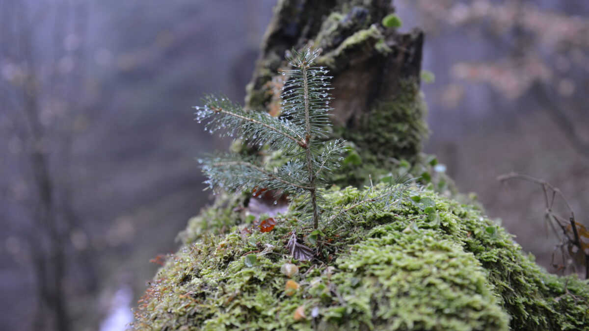 mladý stromček_ilustračná snímka