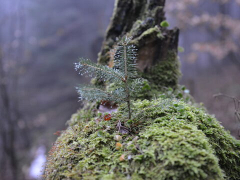 mladý stromček_ilustračná snímka